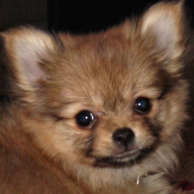 Pomeranian Mix: The Popular and Adorable Household Companion