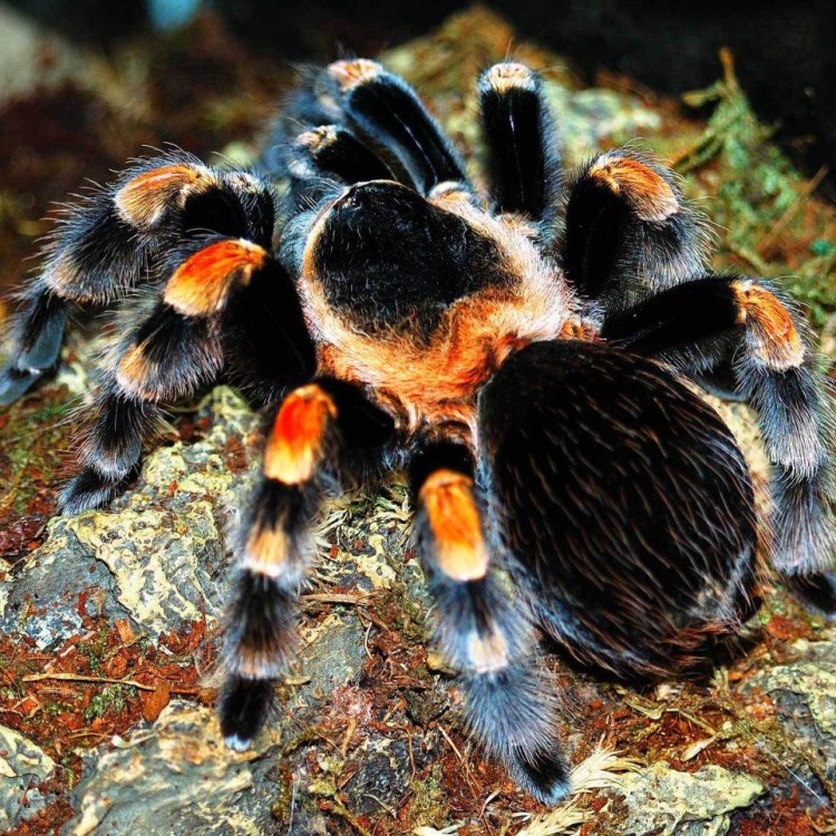 The Fascinating Red Knee Tarantula: A Look into Its Life and Habits