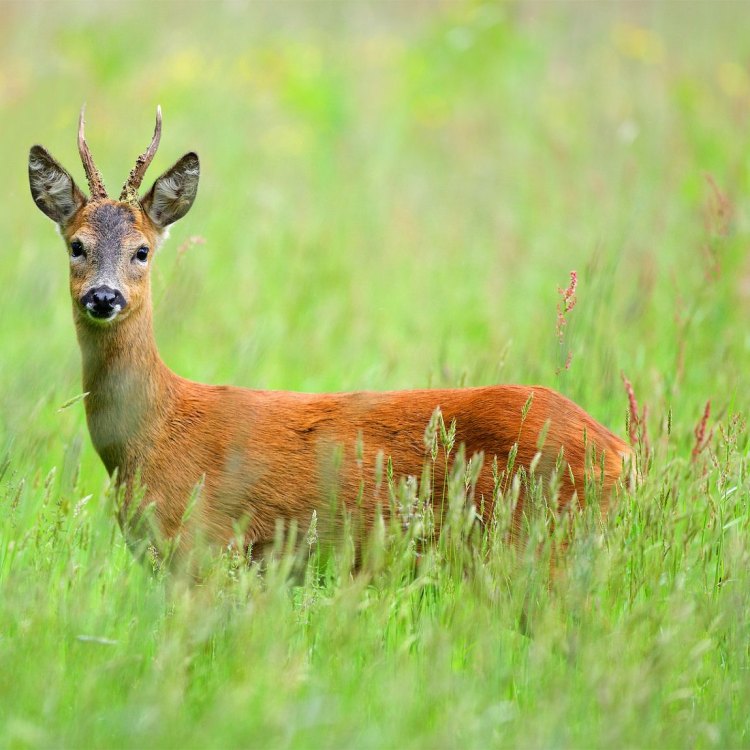 Roe Deer: The Agile and Graceful Forest Dwellers of Europe and Asia