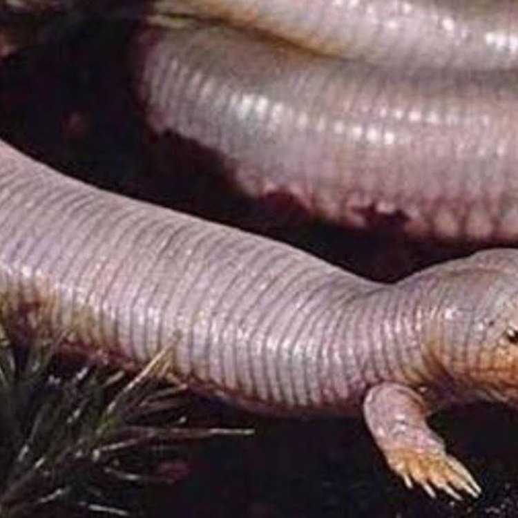 The Fascinating Mexican Mole Lizard: An Incredible Reptile of Mexico's Underground World