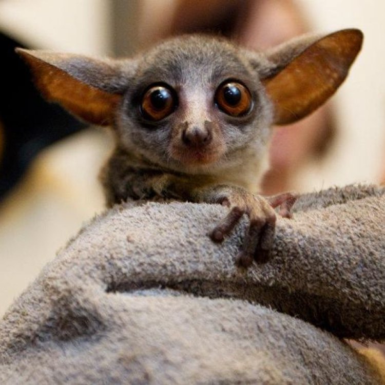 The Fascinating World of the Bush Baby: The Enchanting Creature of the African Savannas