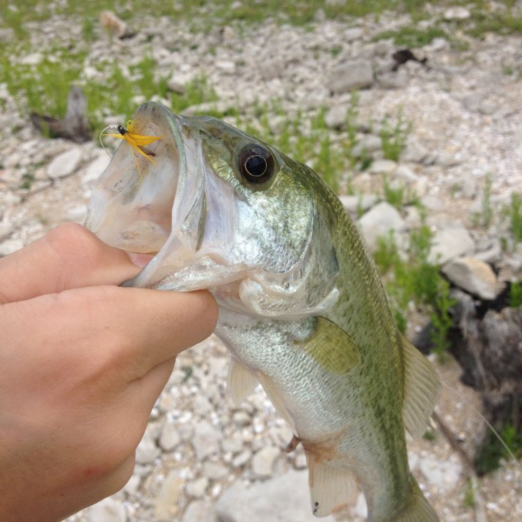 The Mighty Bass: An Iconic Freshwater Fish