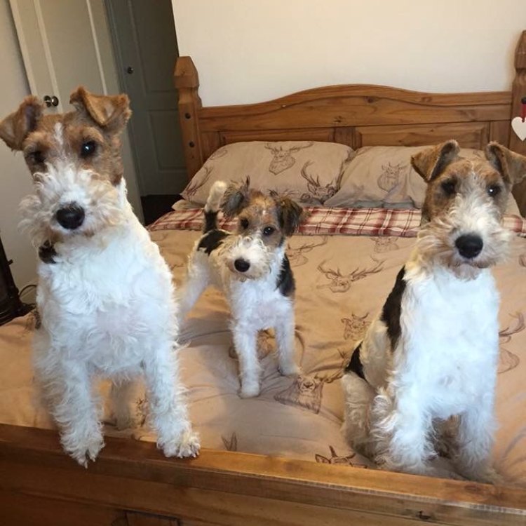 The Fox Terrier: A Playful and Versatile Canine Companion