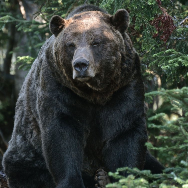 Grizzly Bears: The Fierce and Fascinating Giants of North America
