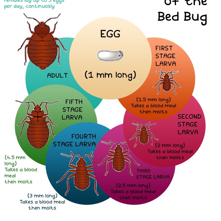 The Intriguing World of Bed Bugs: A Closer Look at Cimex lectularius