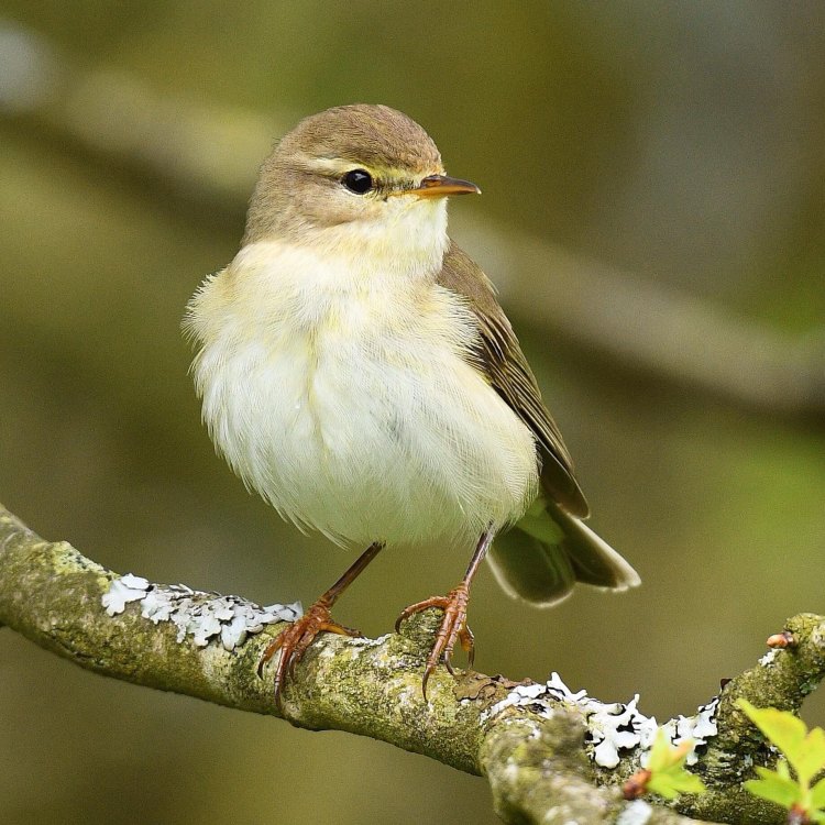 The Chirpy Willow Warbler: A Delightful Little Bird That Brings Music to Woodlands and Gardens