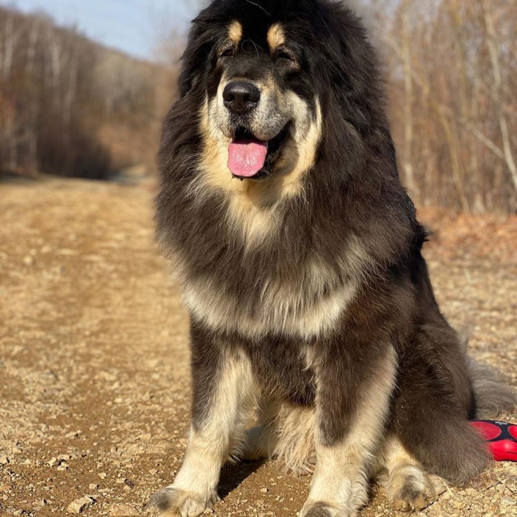 Tibetan Mastiff: The Mighty Canine of the Mountains