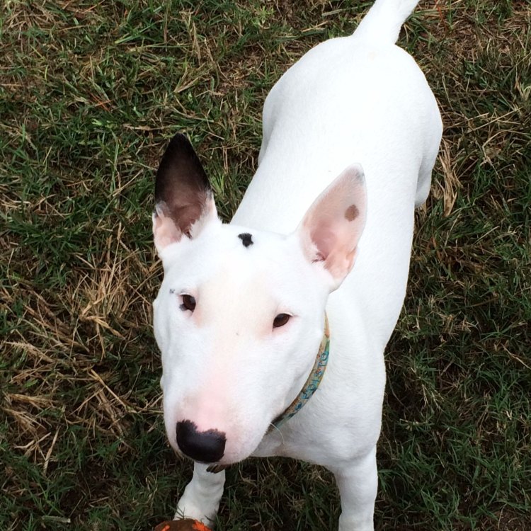 The Compact & Charismatic Miniature Bull Terrier: A Surprising Breed