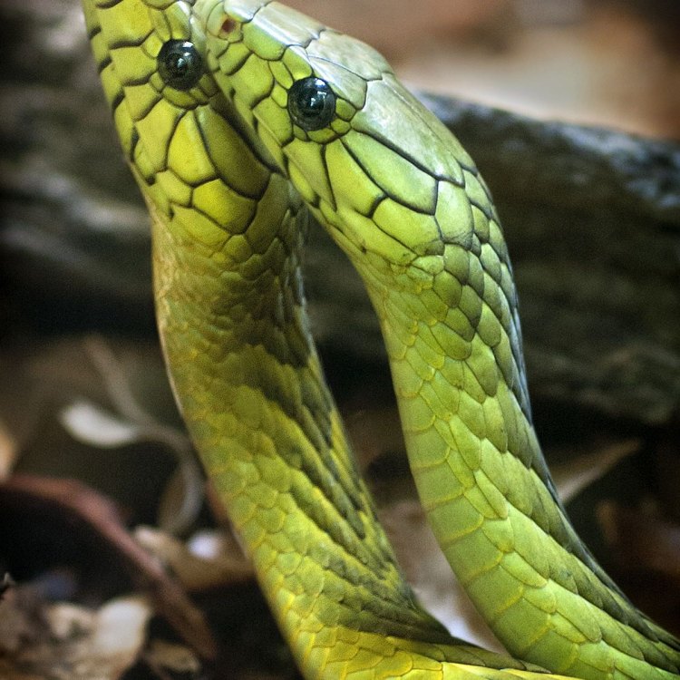 The Elusive Eastern Green Mamba: A Magnificent Reptile of Eastern Africa