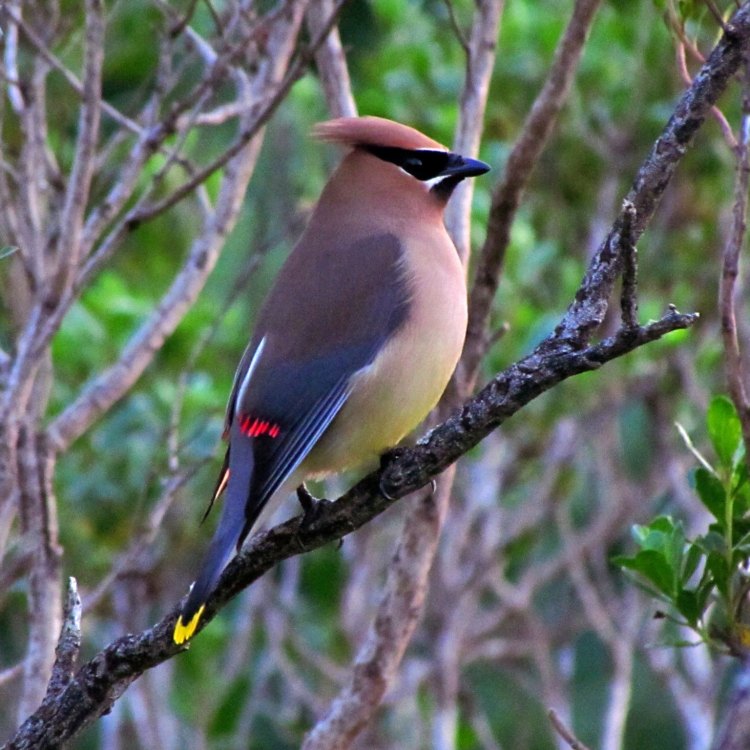 The Whimsical Wonder of the Cedar Waxwing