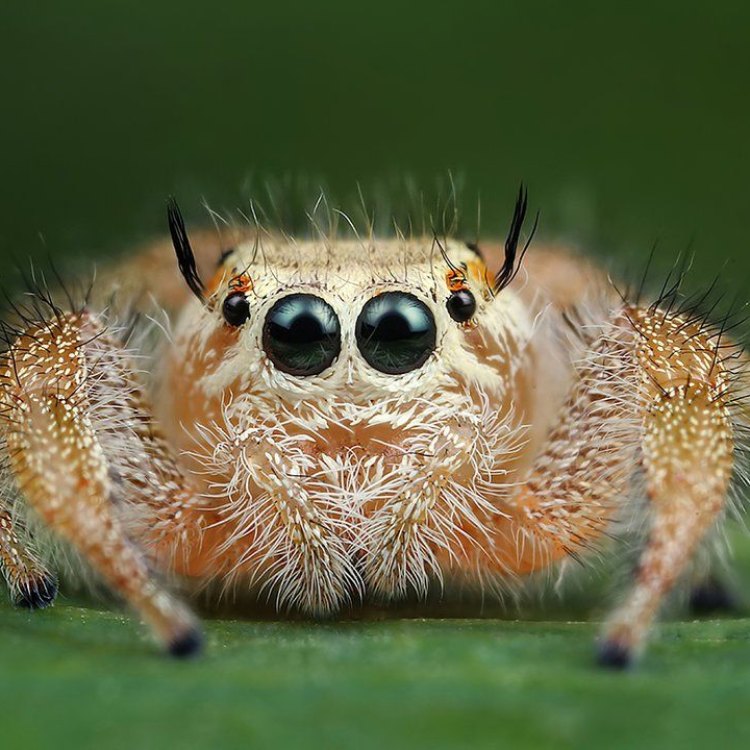 Araneae