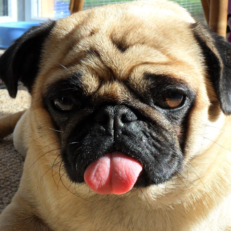 The Adorable Pug: A Small Dog with a Big Personality