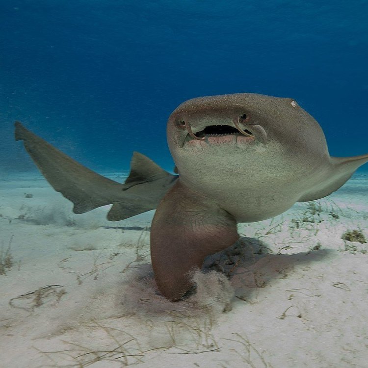 The Fascinating Nurse Shark: A Gentle Giant of the Ocean