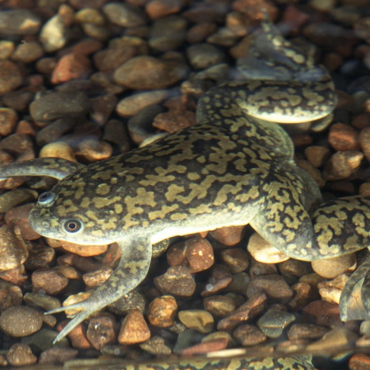The Fascinating World of the African Clawed Frog