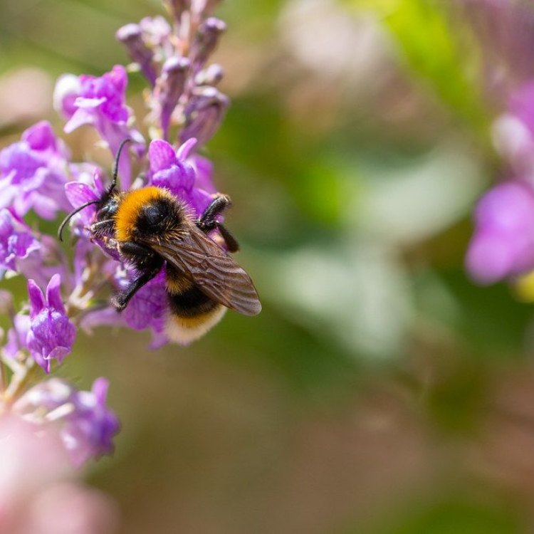 The Fascinating Forest Cuckoo Bumblebee: A Hidden Gem in Europe's Forests