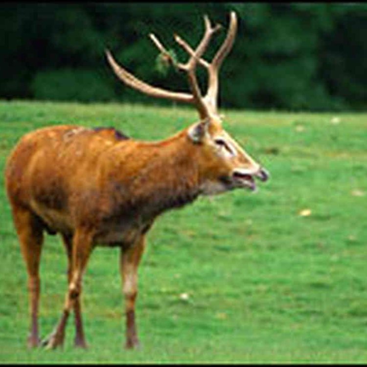 Père David's Deer: The Majestic Symbol of China's Wildlife