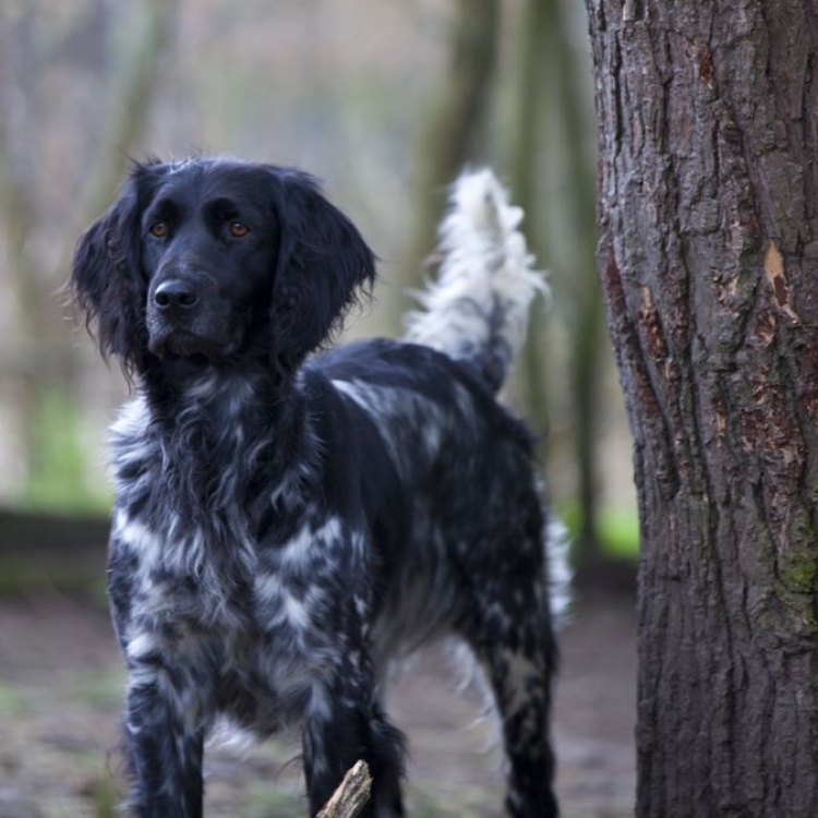 The Graceful Large Munsterlander: A Versatile and Loyal Canine Companion