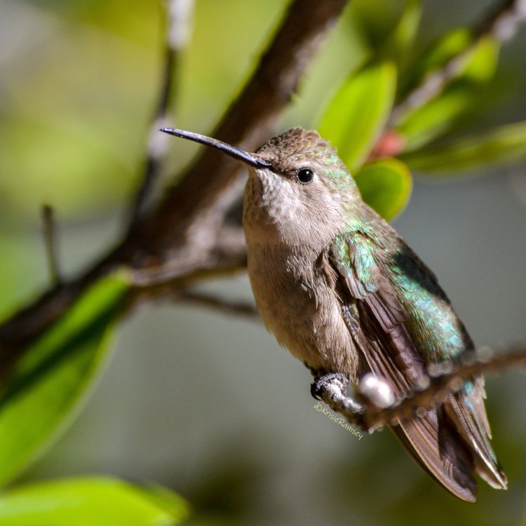 The Fascinating World of the Costas Hummingbird
