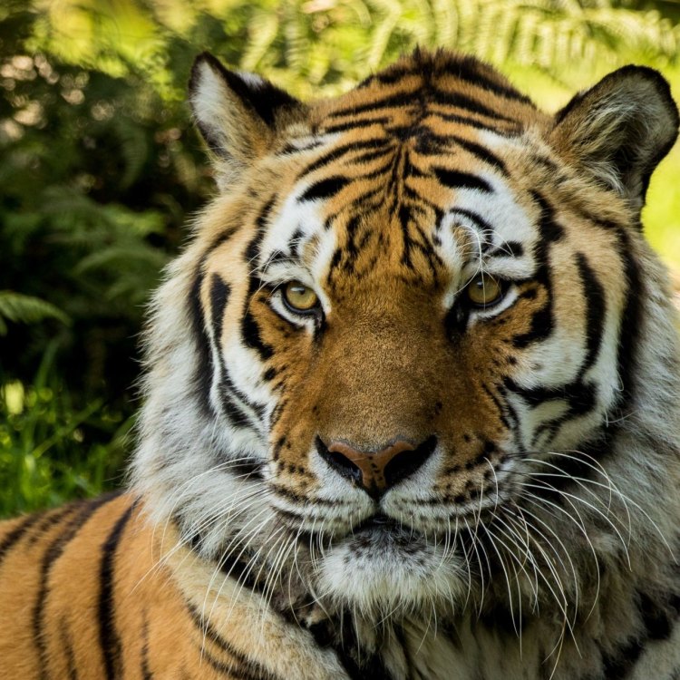 The Mythical Beast of Siberia: Exploring the Majestic Siberian Tiger