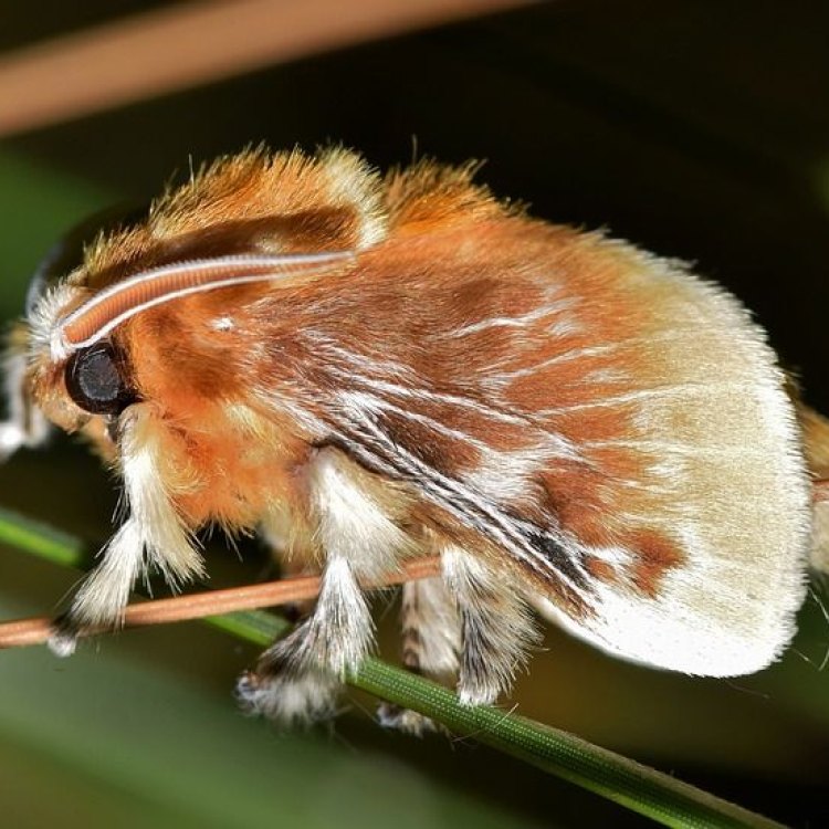 Southern Flannel Moth: The Surprisingly Deceptive and Dangerous Soft-Furred Beauty