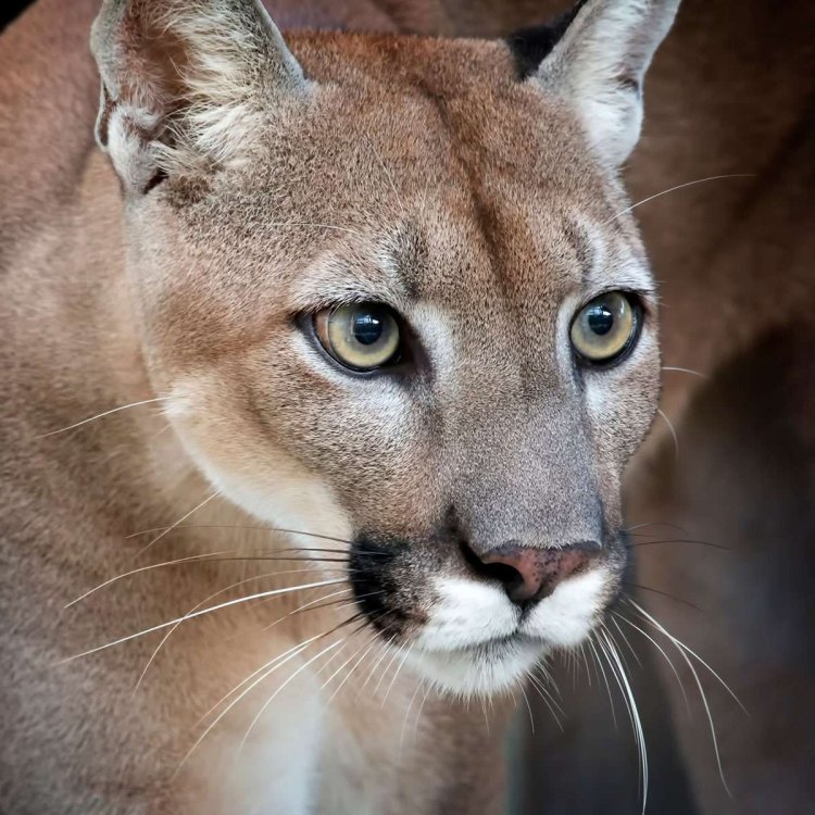 The Magnificent Florida Panther: A Threatened Species Fighting to Survive in the Sunshine State