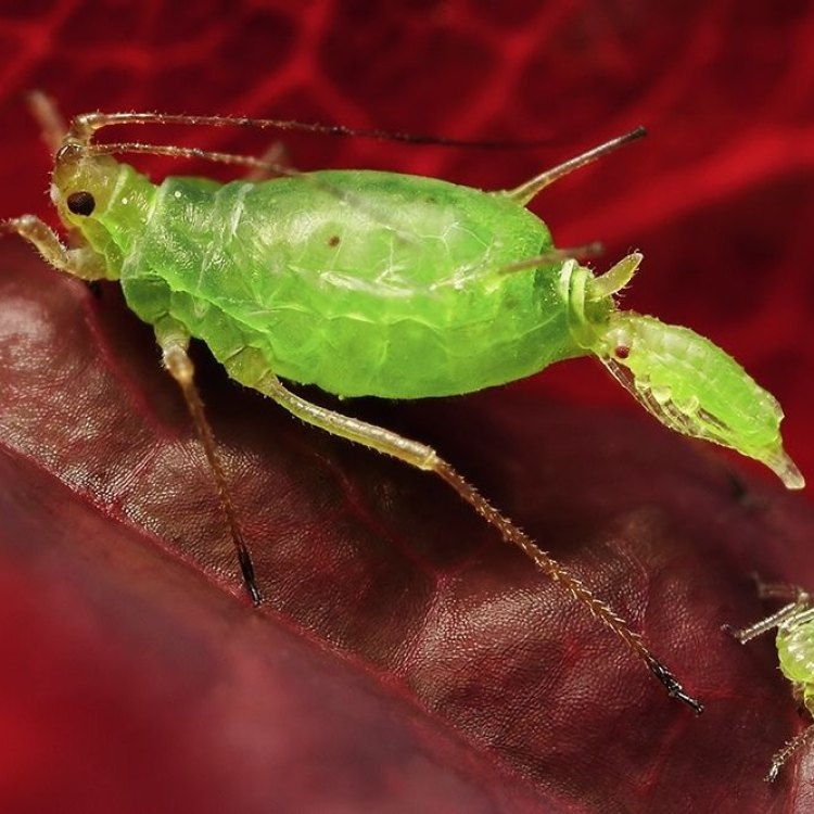 The Fascinating World of Green Aphids