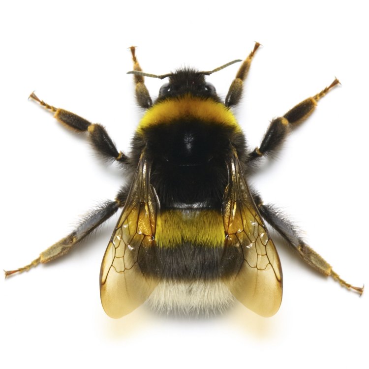 Discover the Fascinating World of the Box Headed Blood Bee