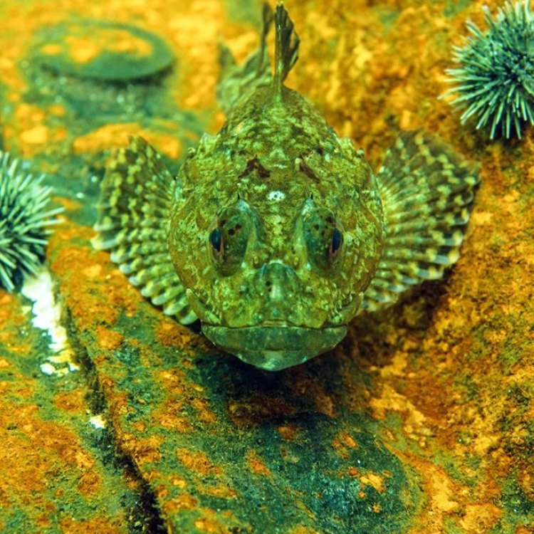 Sculpin: The Fascinating Fish Found in Marine and Freshwater Habitats