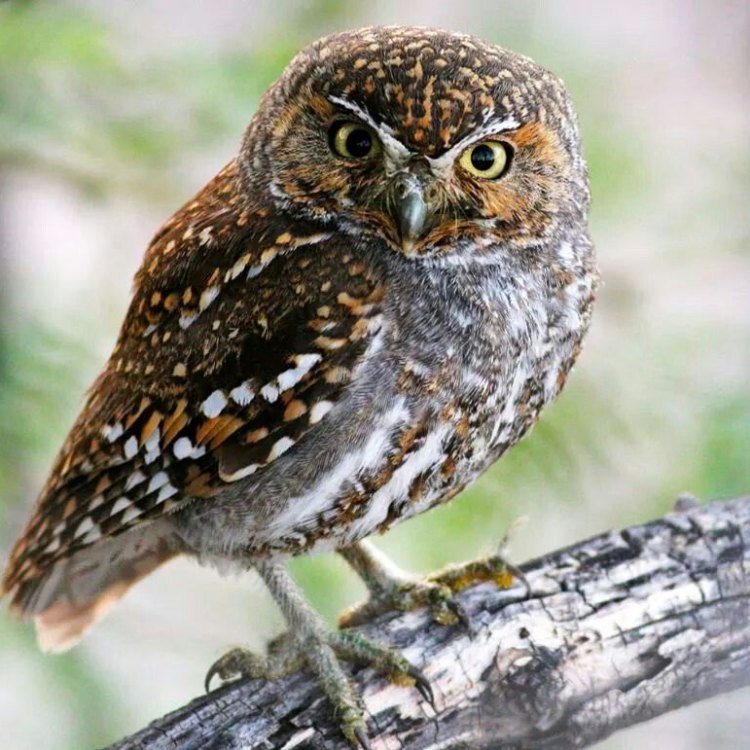 The Most Remarkable Tiny Hunter: The Elf Owl