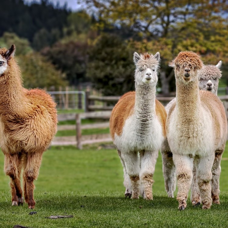 The Enigmatic Alpaca: A Charming Creature of the Andes