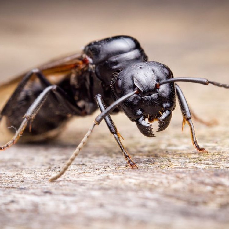 The Mighty Carpenter Ant: A Species Explained