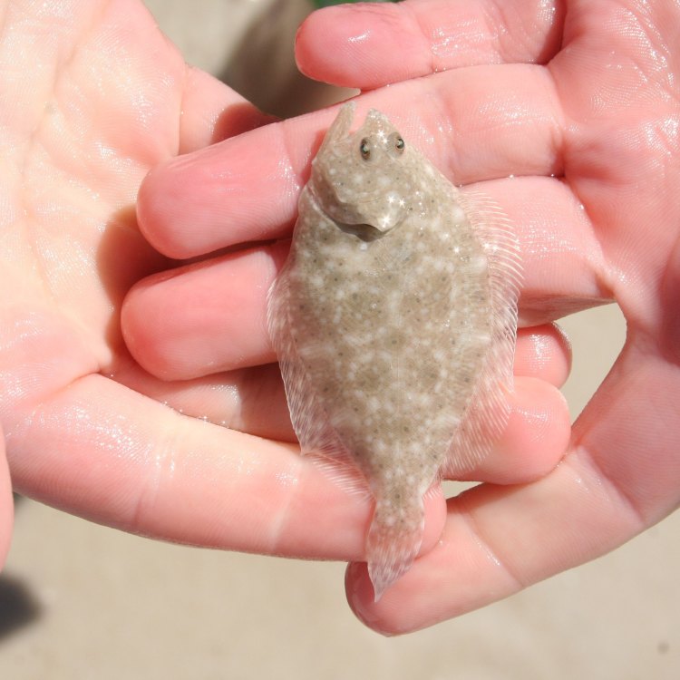 The Amazing World of Flounders: A Unique Look at the Flatfish Family