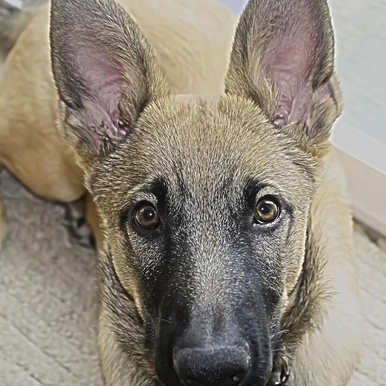 A Loyal and Versatile Partner: Getting to Know the Belgian Malinois Mix