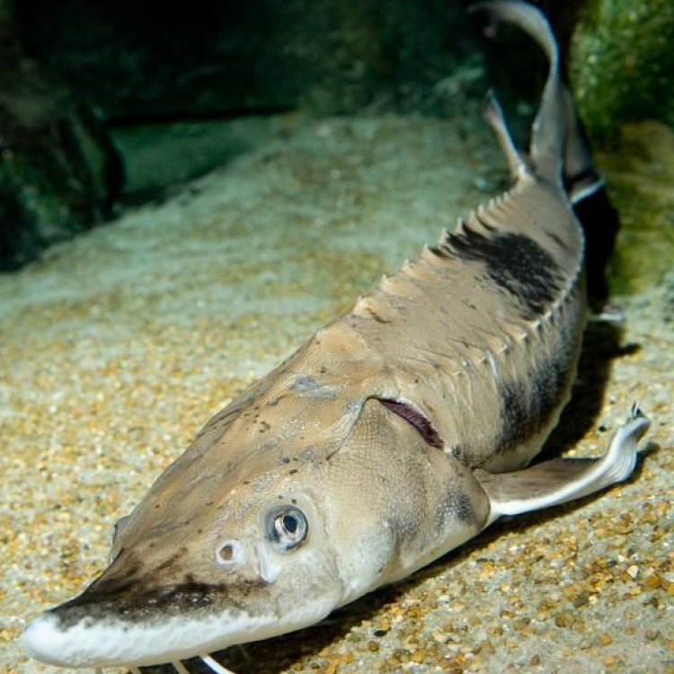 The Fascinating Lake Sturgeon: A Living Fossil of North America