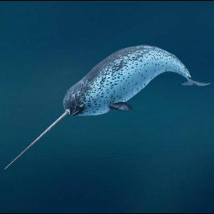 The Majestic Narwhal: The Unicorn of the Arctic Waters