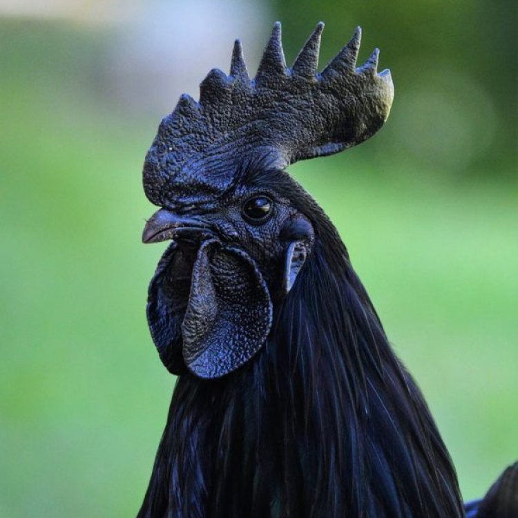 The Fascinating Ayam Cemani: An All-Black Poultry Marvel