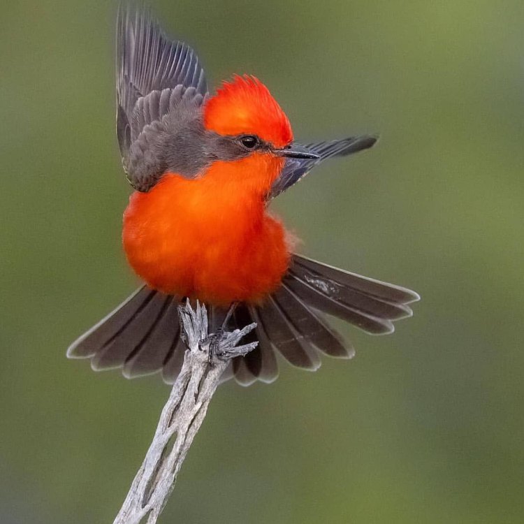 The Stunning Vermilion Flycatcher: A Small Bird with a Striking Appearance