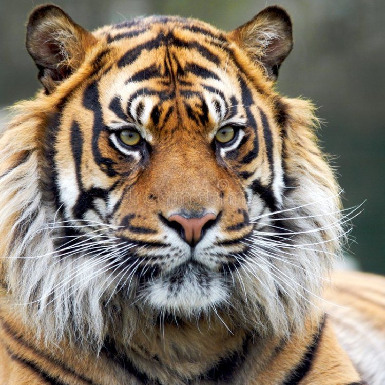 The Magnificent Siberian Tiger: The Largest and Most Iconic Cat in the World
