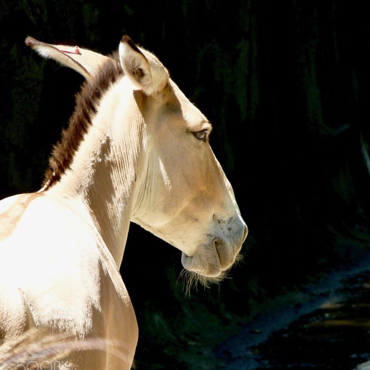 Equus hemionus onager
