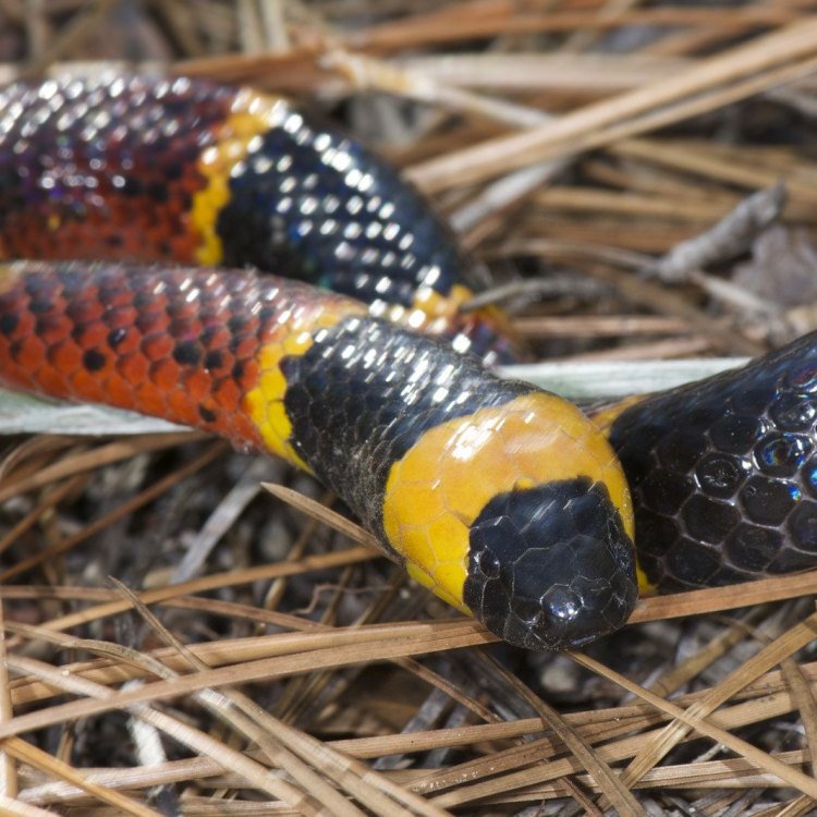 The Stunning Beauty of the Harlequin Coral Snake