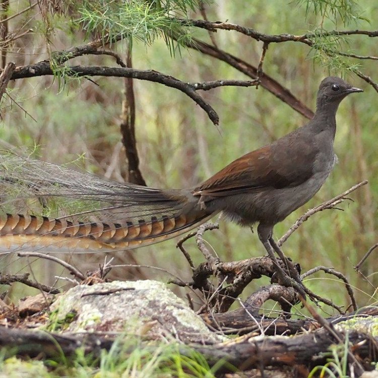 The Fascinating World of the Lyrebird: A True Master of Mimicry