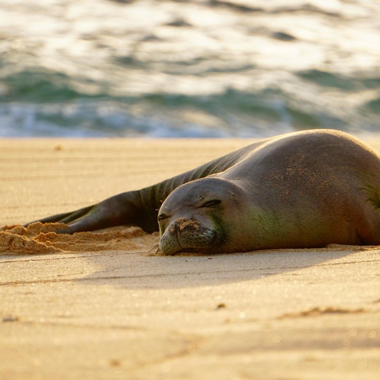 The Enigmatic Hawaiian Monk Seal: A Mysterious Creature of the Pacific