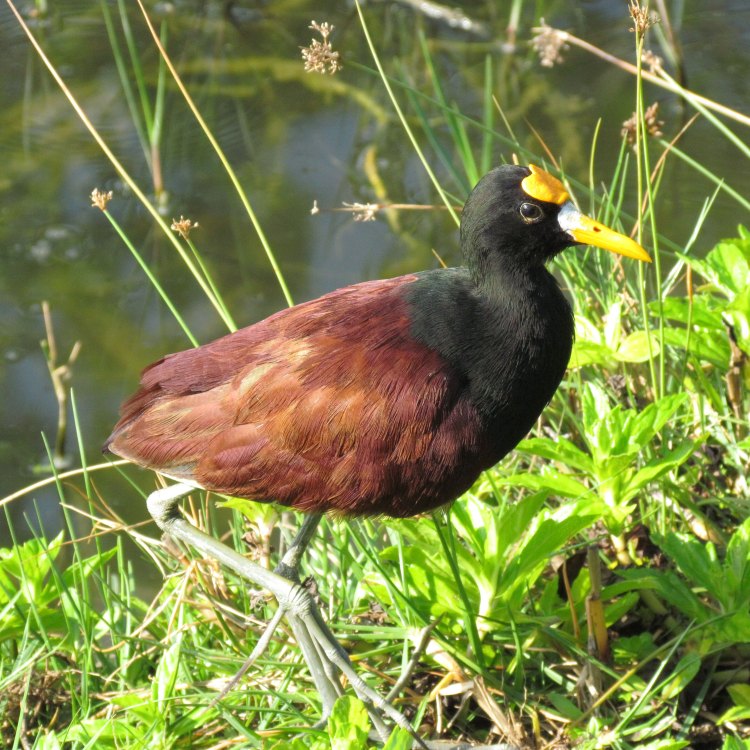 The Lesser Jacana: A Marvel of Adaptability and Grace
