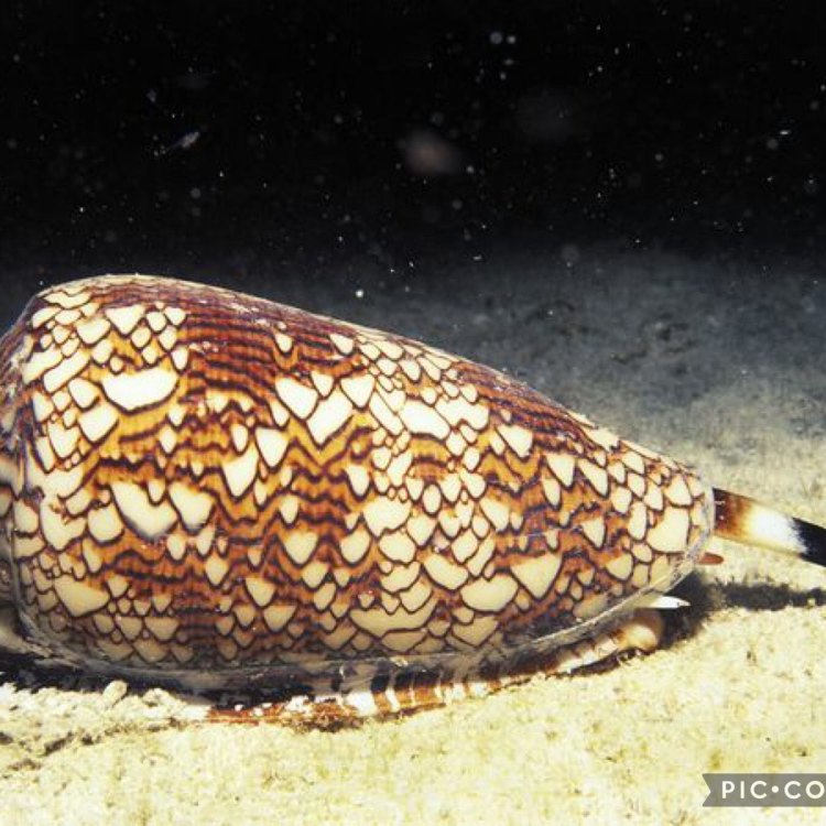 Cone Snails: The Deadly Beauties of the Ocean