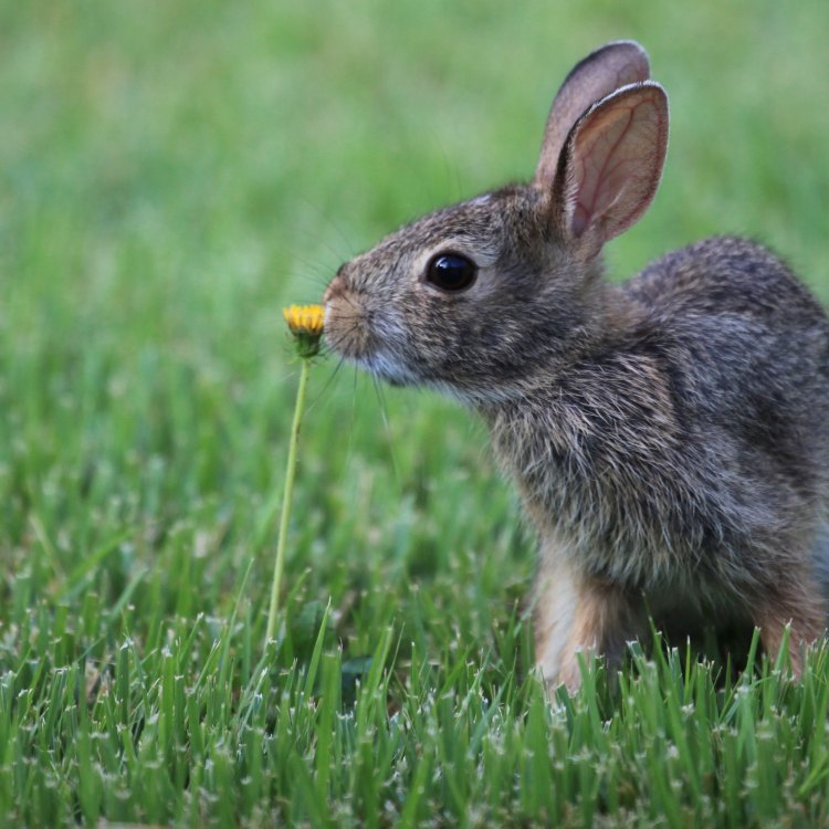 Gentle and Fast: The Incredible Eastern Cottontail