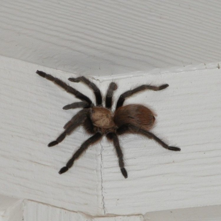 The Texas Brown Tarantula: A Fascinating Arachnid of the Southern United States