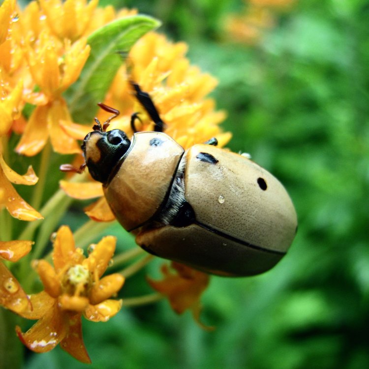 The Mighty Grapevine Beetle: A Fascinating Insect from the Eastern United States
