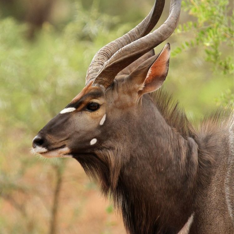 The Enchanting Nyala: A Rare Beauty of Eastern and Southern Africa