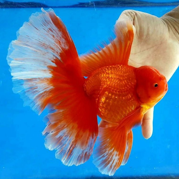 Exploring the Enchanting World of Oranda Goldfish: The Jewel of Freshwaters