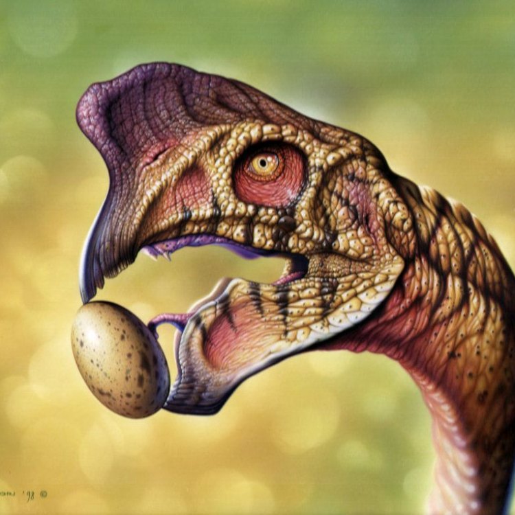 The Mysterious Oviraptor: A Fascinating Carnivorous Dinosaur from the Gobi Desert